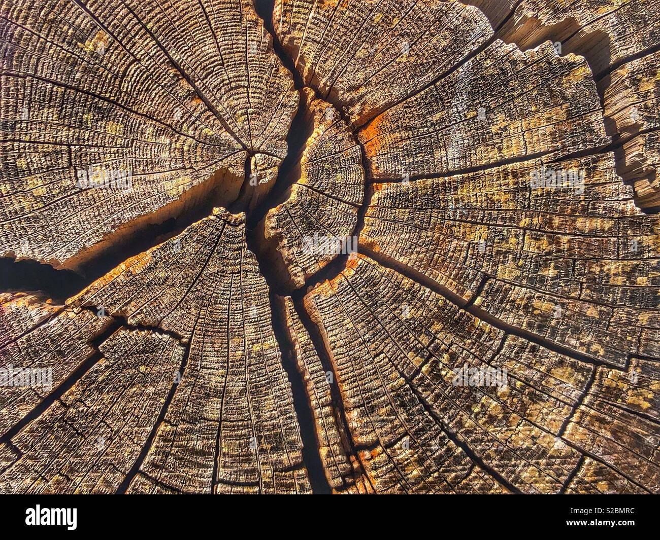 Growth rings on a felled tree trunk - Smartphone Captured Stock Image