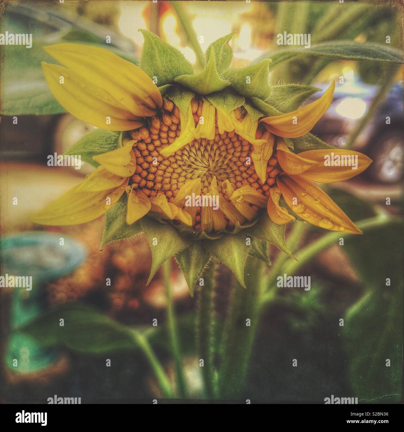 A sunflower beginning to open. - Smartphone Captured Stock Image