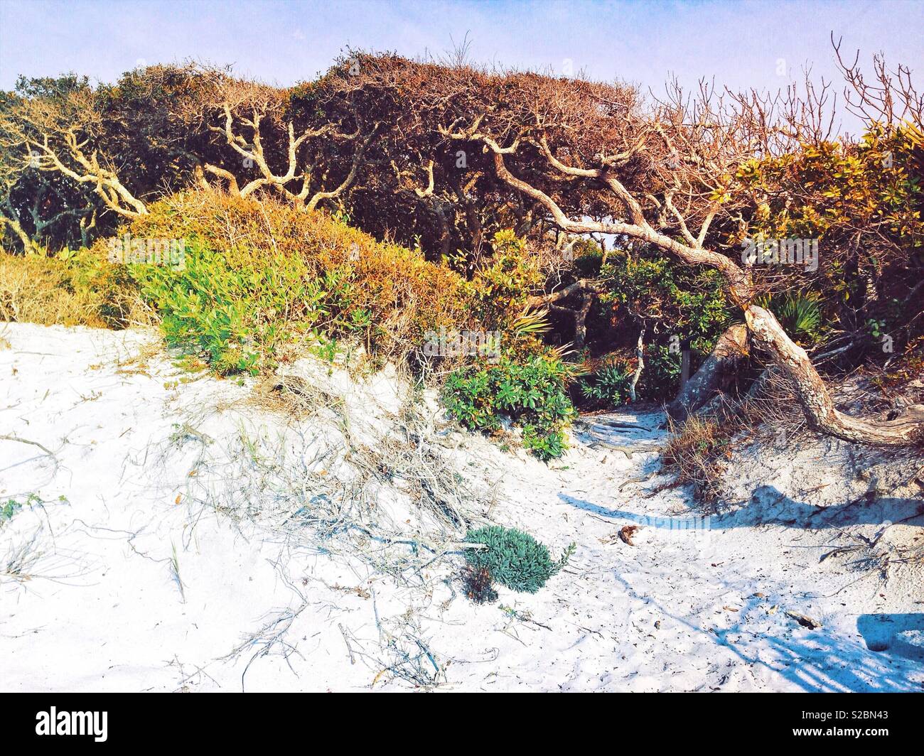 Driftwood on a beach near Seaside, Florida Stock Photo Alamy