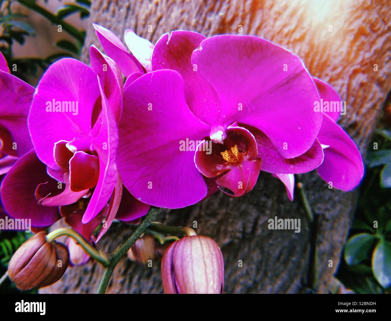 Purple Orchids 1 Stock Photo