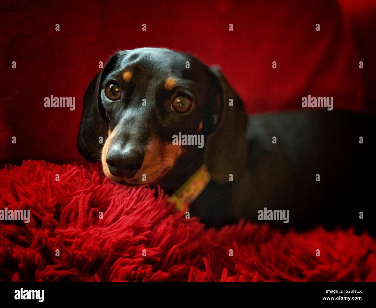 Dachshund portrait on a red cushionwith red background Stock Photo