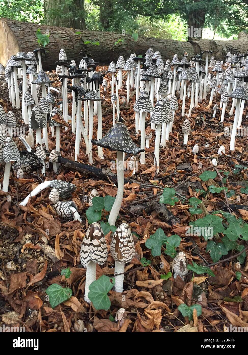 Inky Cap mushrooms in woodland Stock Photo