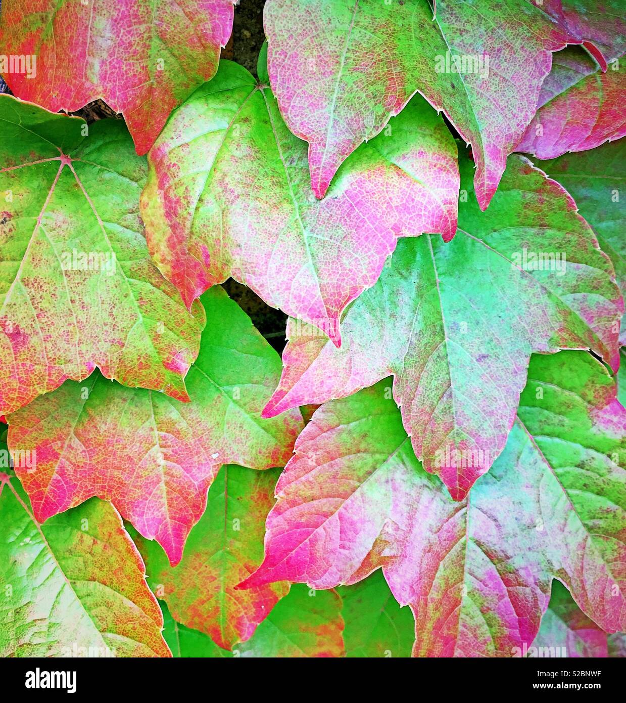 Ivy leaves turn red during the autumn season, USA - Smartphone Captured Stock Image