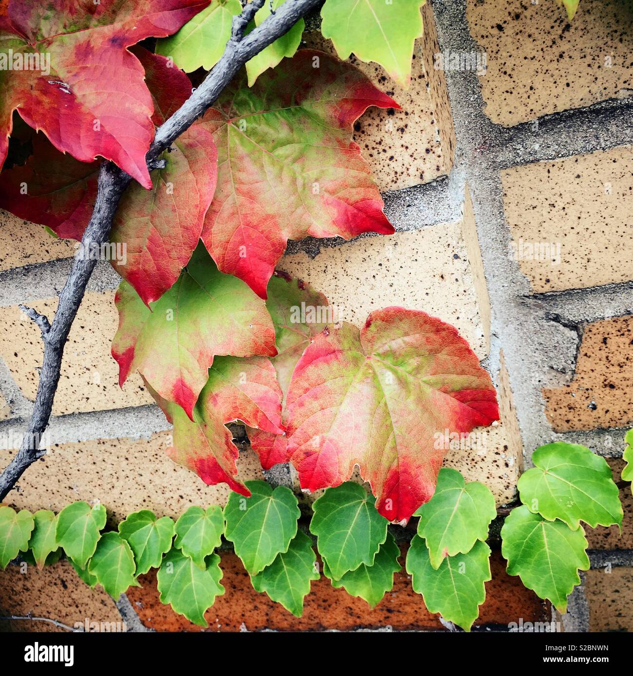 Ivy leaves turning red in autumn clinging to a brick wall, USA - Smartphone Captured Stock Image