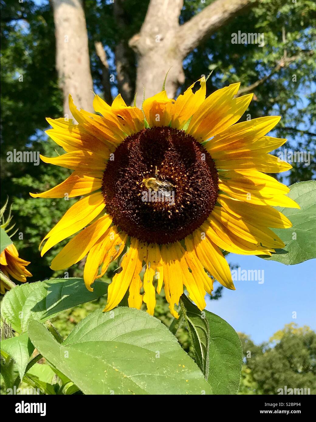 Bee on a sunflower head in bloom Stock Photo