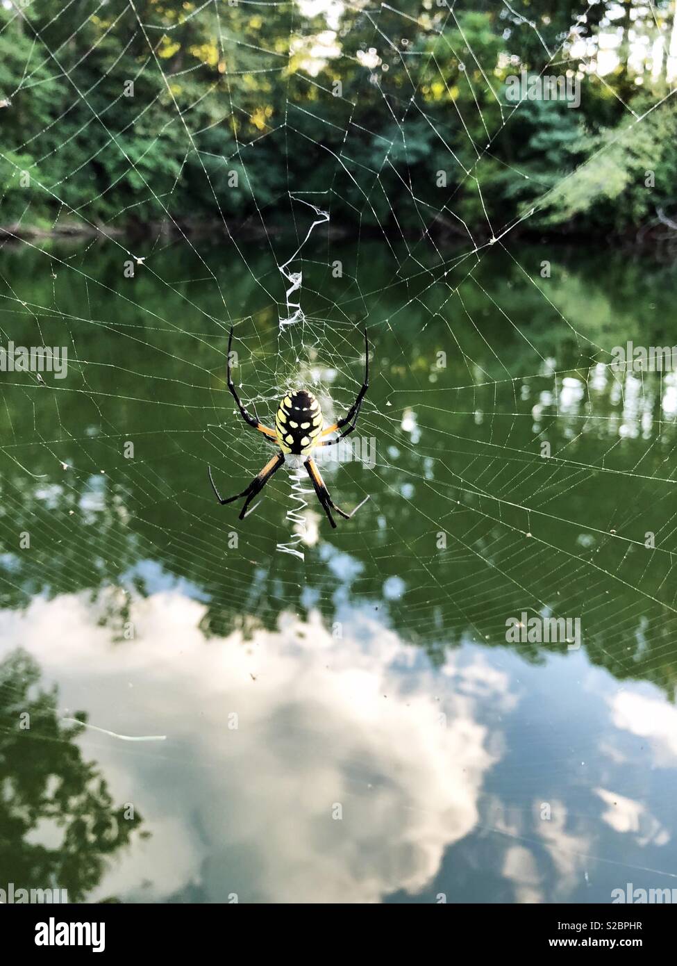 A huge colorful argiope aurantia or yellow garden spider on her huge web next to a lake in Illinois. Stock Photo