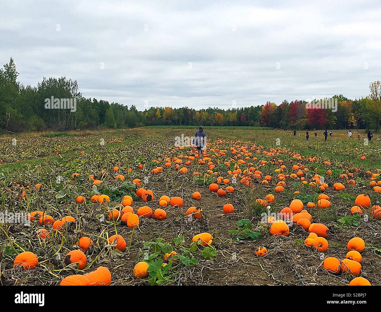 Pumpkin picking in a field of pumpkins during autumn season Stock Photo