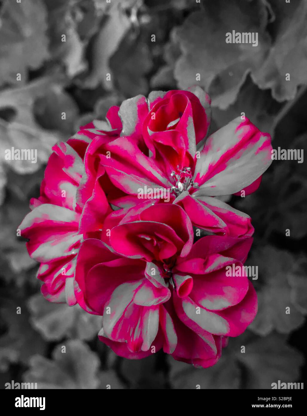 Pop colour flower closeup: hot pink Stock Photo
