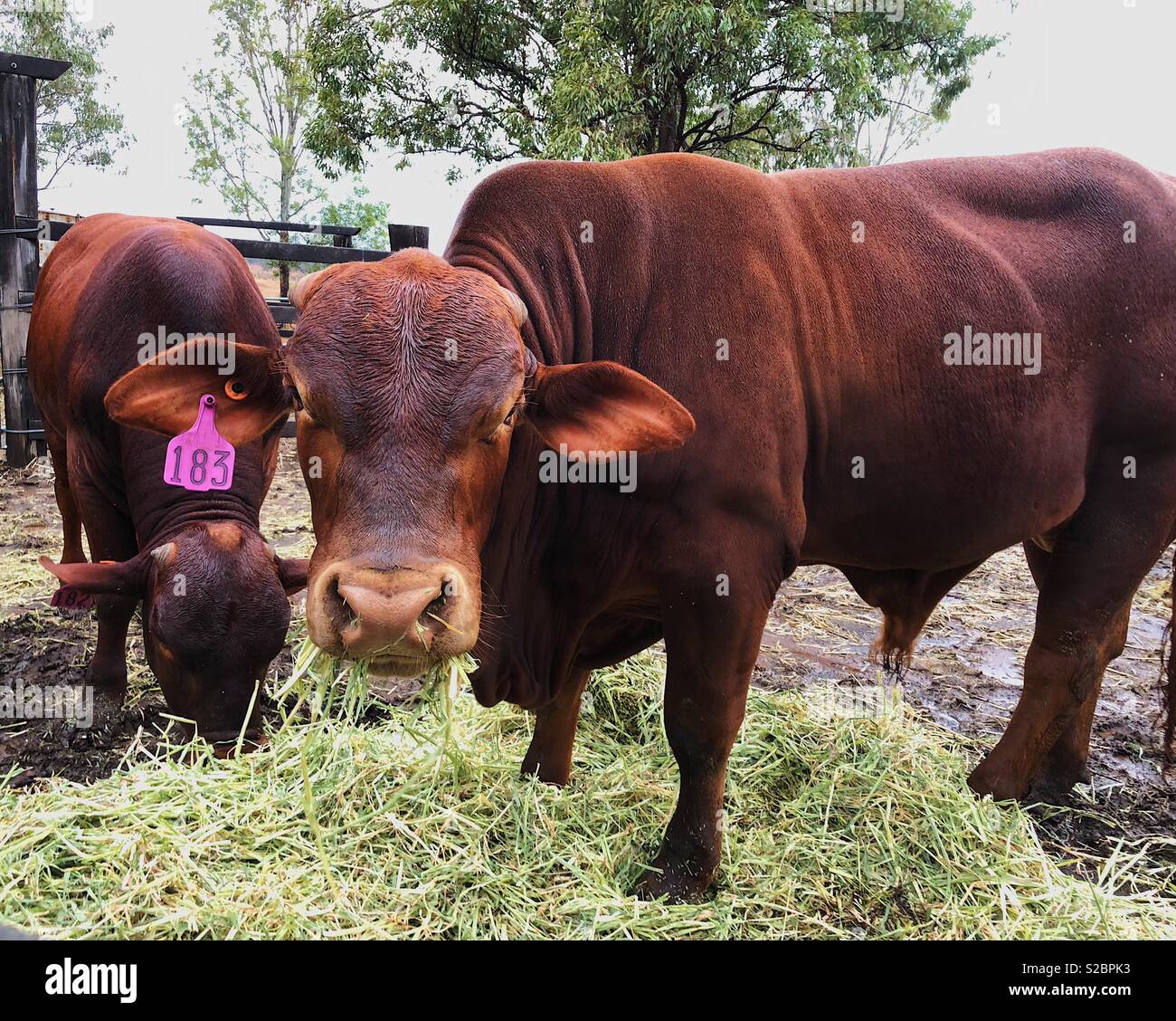 Bull - Smartphone Captured Stock Image