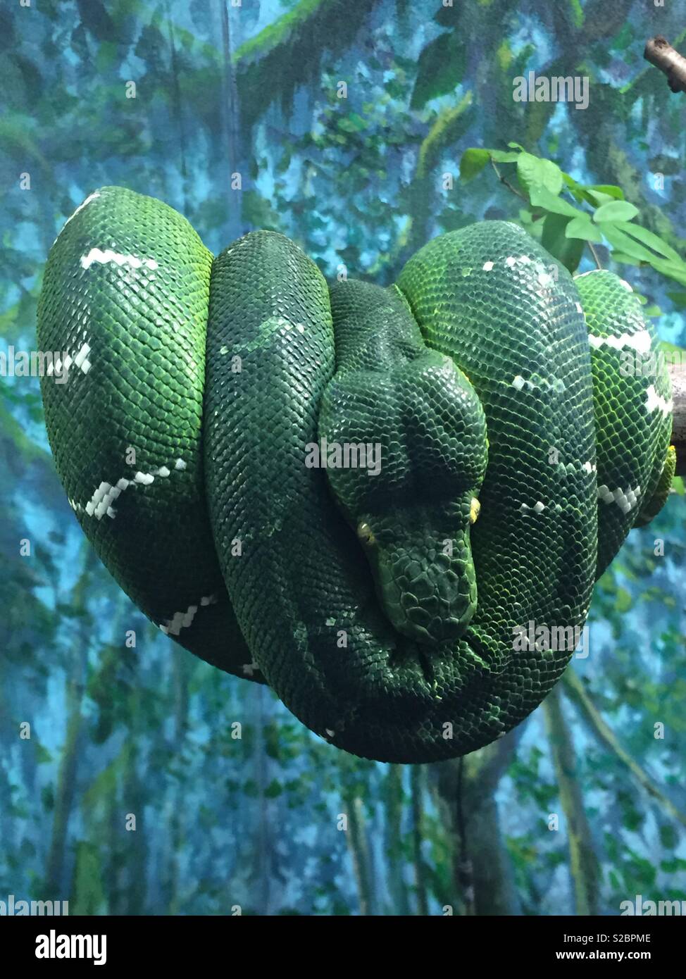 Snake sleeping hires stock photography and images Alamy