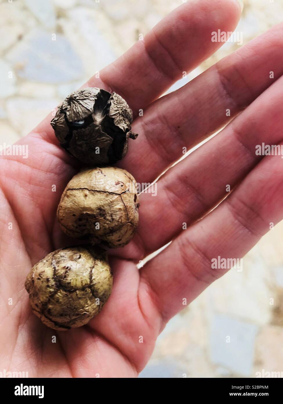 Cypress seed cones on a hand - Smartphone Captured Stock Image