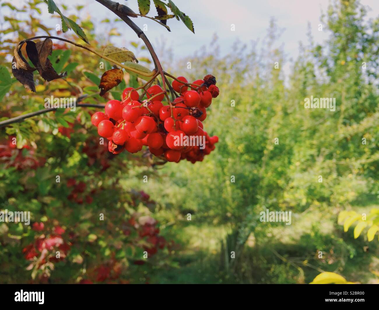 Rowan berries on tree in orchard, Nottinghamshire, England, uk - Smartphone Captured Stock Image