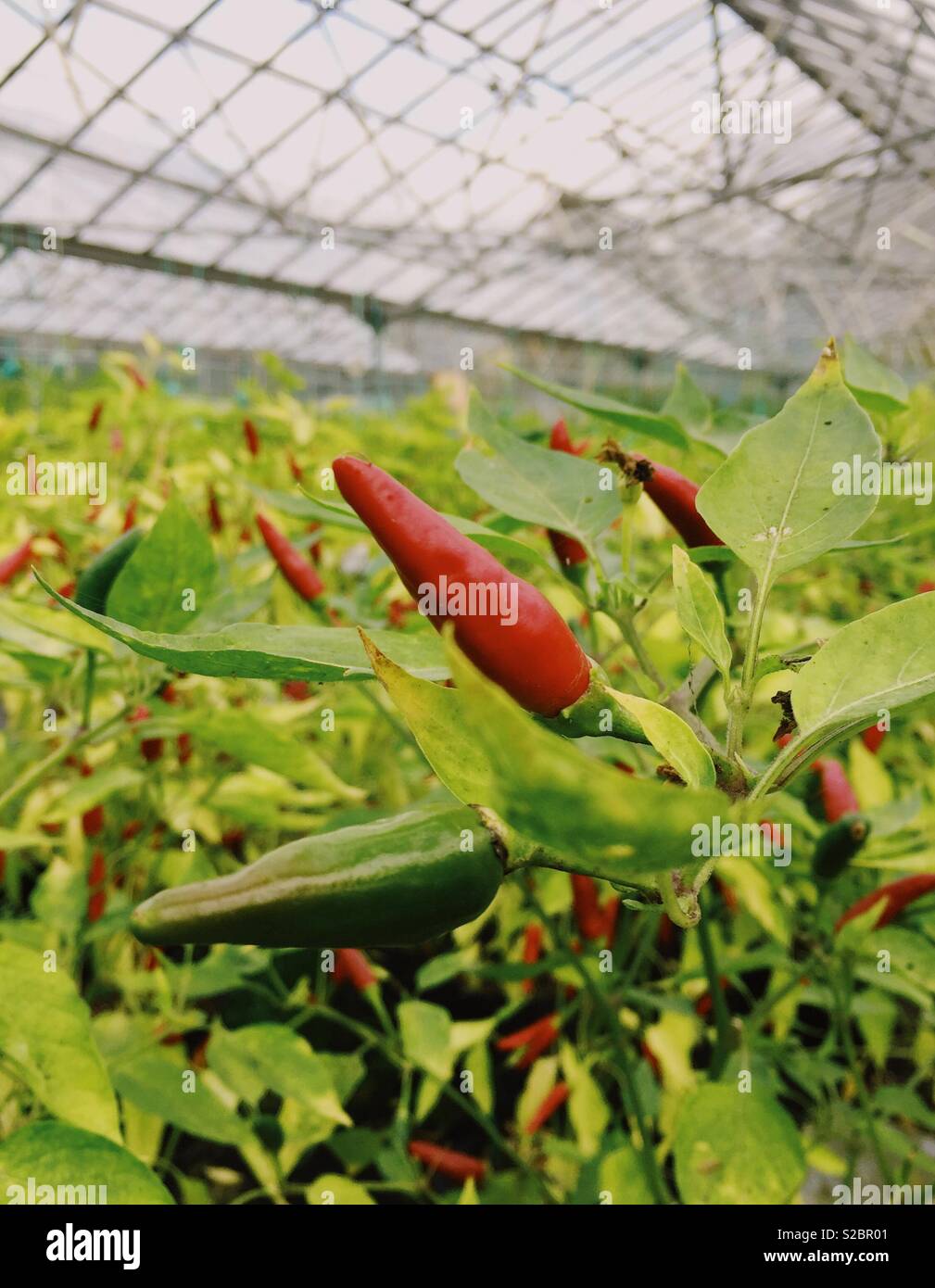 Chilli plants growing in glass house - Smartphone Captured Stock Image