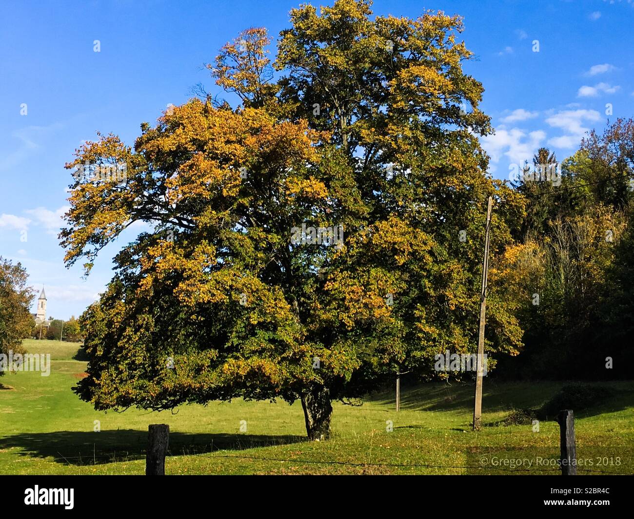 Tree trees grass hi-res stock photography and images - Alamy