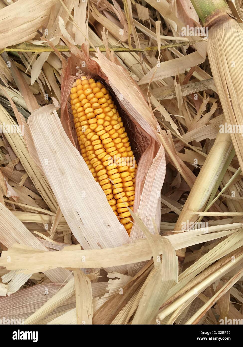 Dried Corn Husk Royalty-Free Images, Stock Photos & Pictures