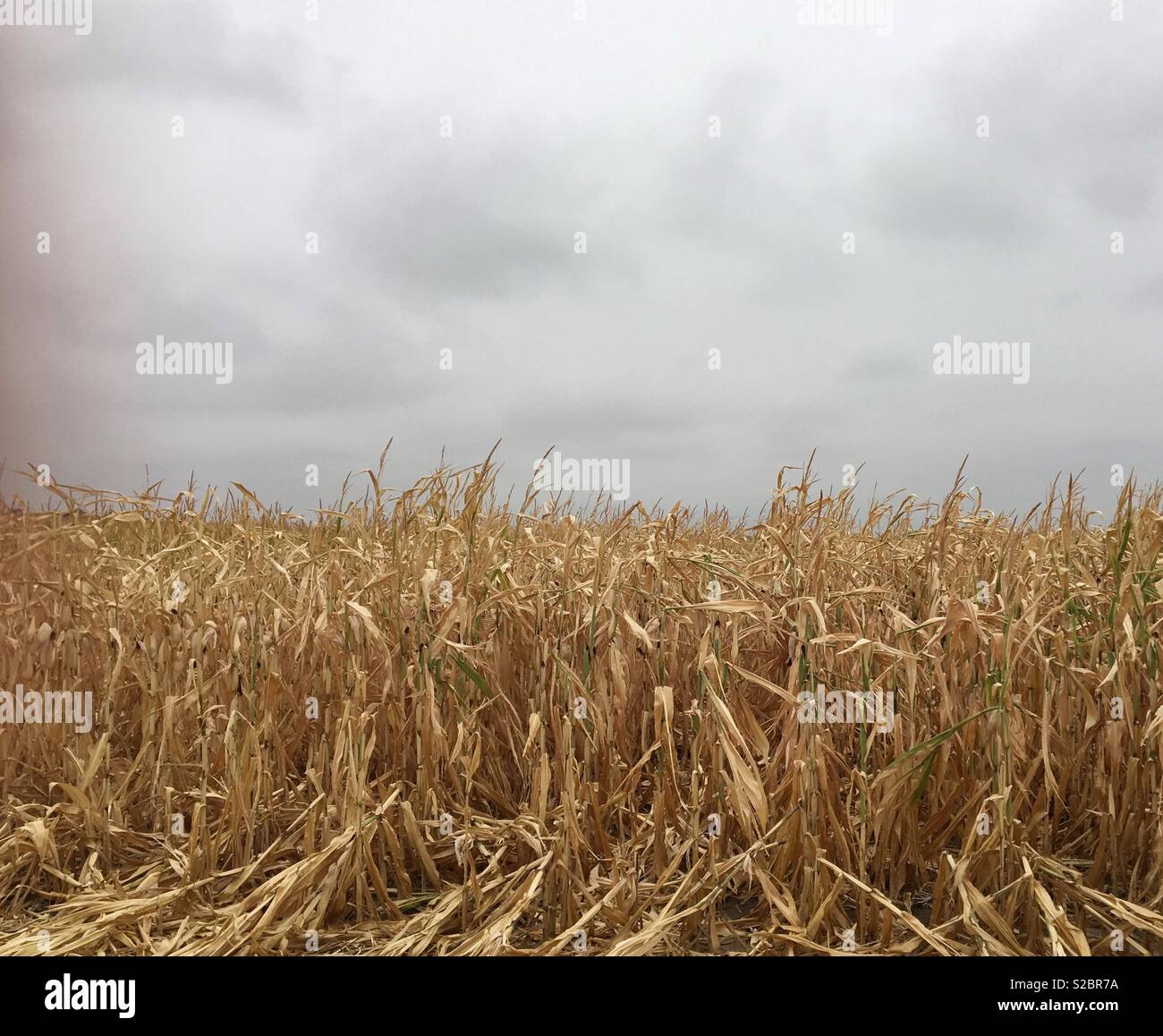Dry corn stalks under stormy sky Stock Photo