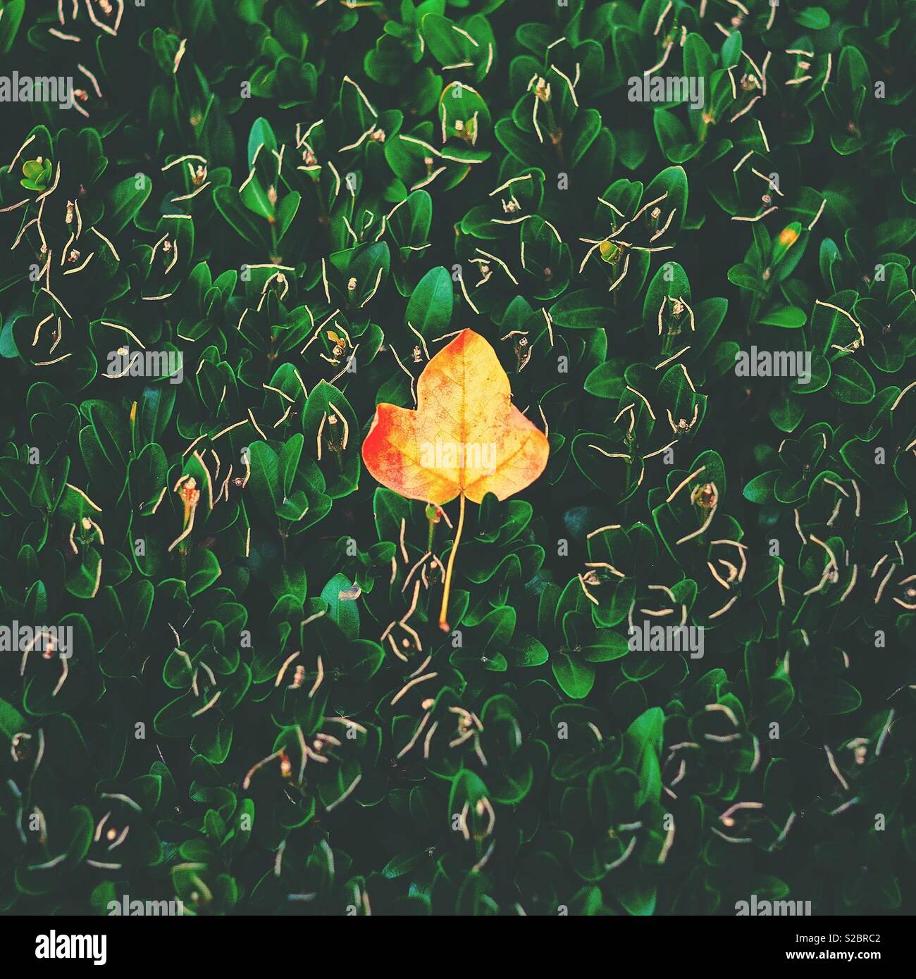 The first fallen leaf of Autumn / Fall - single golden leaf garden nature background Stock Photo