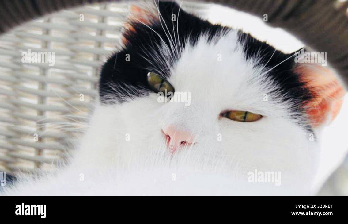 Black and white cat looking at you Stock Photo - Alamy