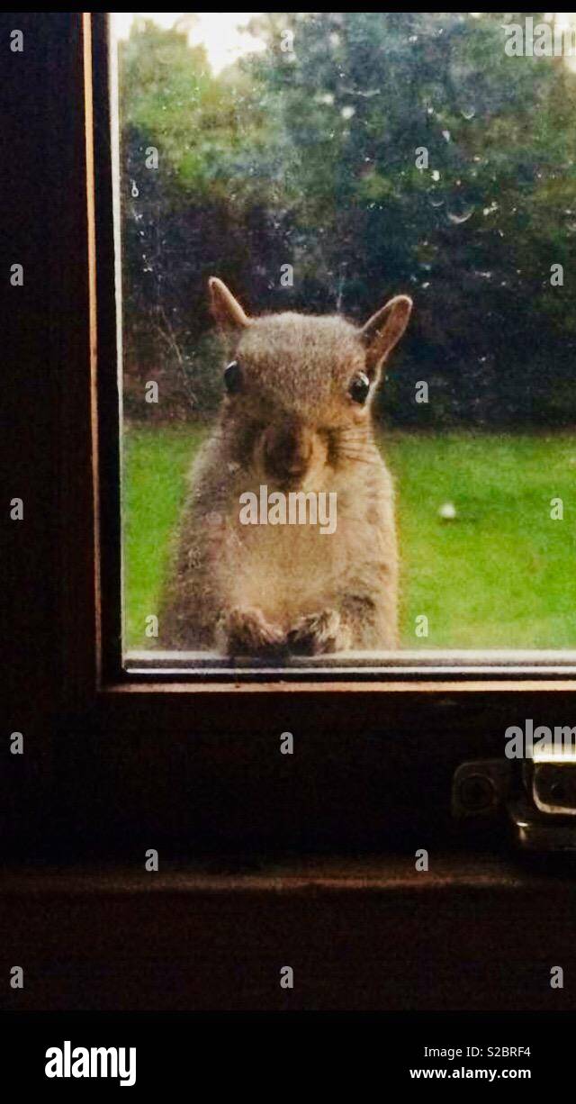Grey squirrel staring through a window Stock Photo Alamy