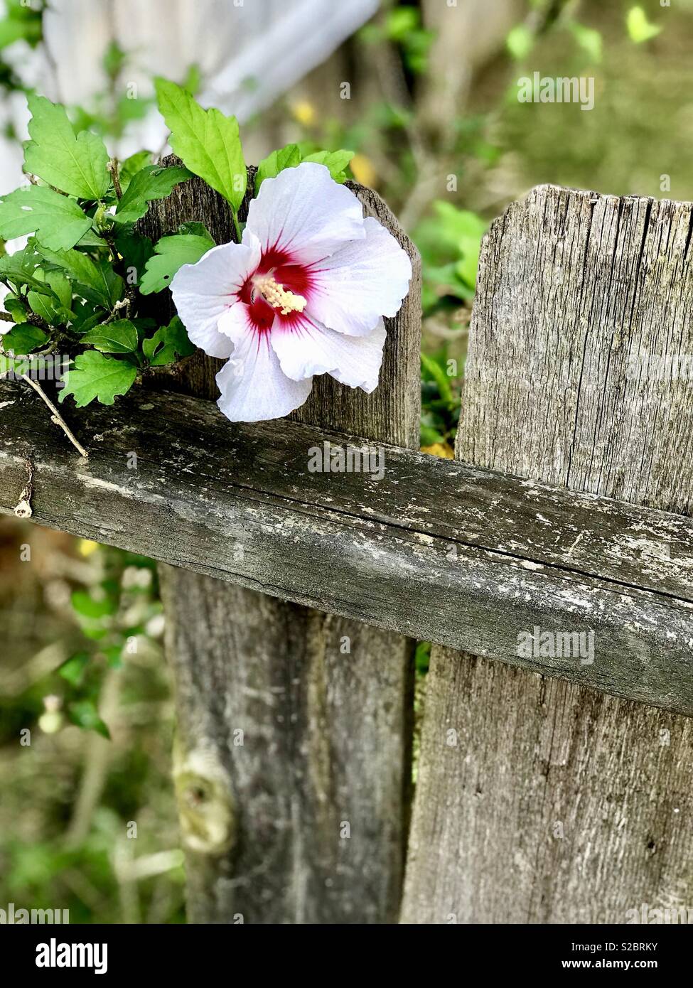Picture of rose of Sharon flower growing up on dilapidated wooden deck Stock Photo