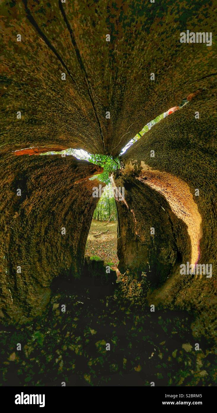 Inside a tree stump - Smartphone Captured Stock Image