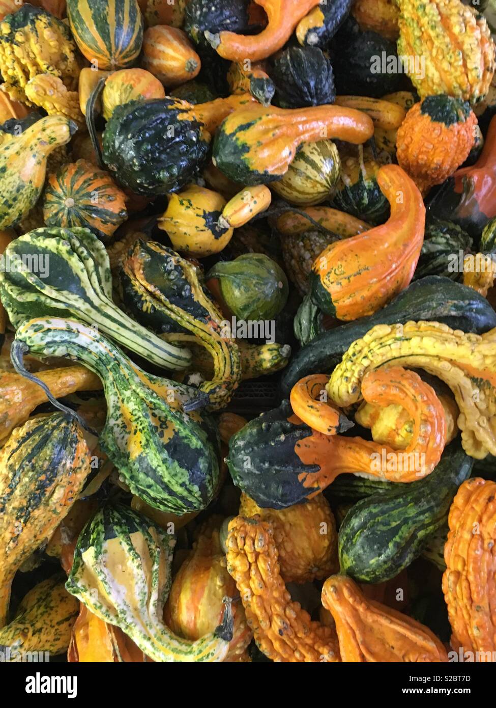 A Variety of Ornamental Gourds for Fall Decorating Stock Photo Alamy