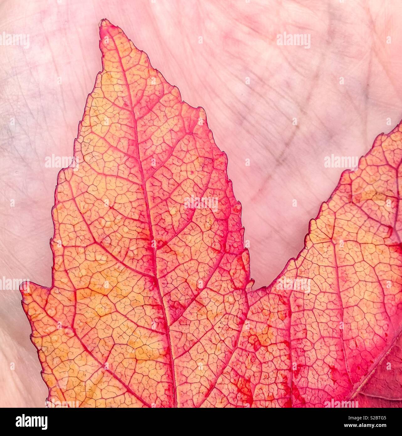 The veins and colour of a maple leaf in autumn compared to the veins and colour of a human hand - Smartphone Captured Stock Image