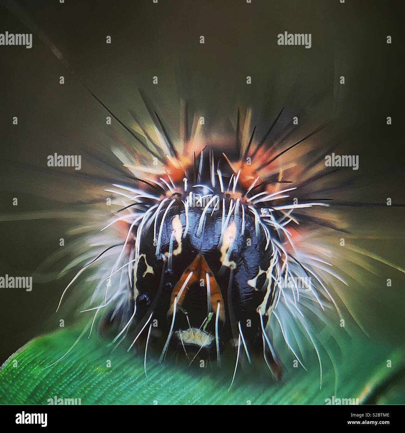 Henry s Marsh Moth Caterpillar Wayne County Pennsylvania Stock Photo