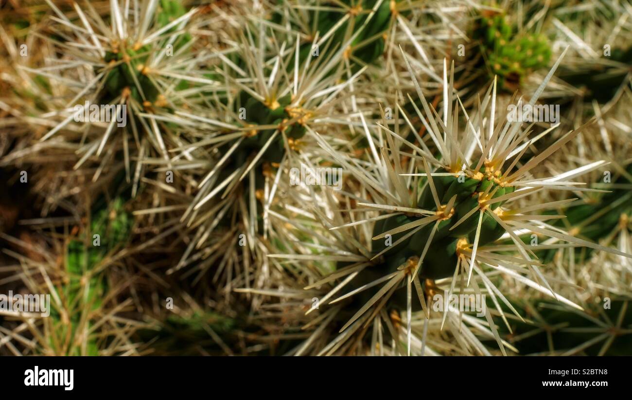 Detail of cactus thorns, looking sharp and pointy Stock Photo