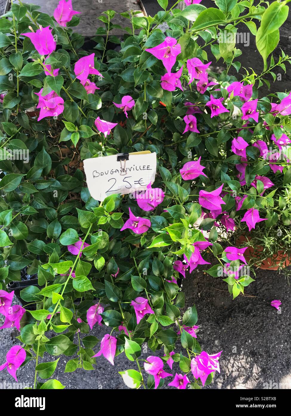 Bougainvillea - Smartphone Captured Stock Image
