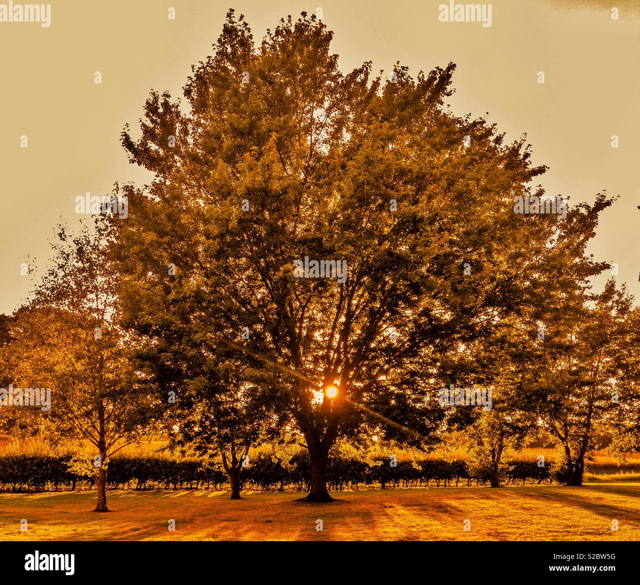 Sunlight shining through tree - Smartphone Captured Stock Image