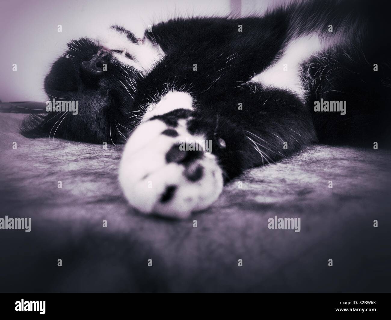 Cat sleeping laid on back - Smartphone Captured Stock Image