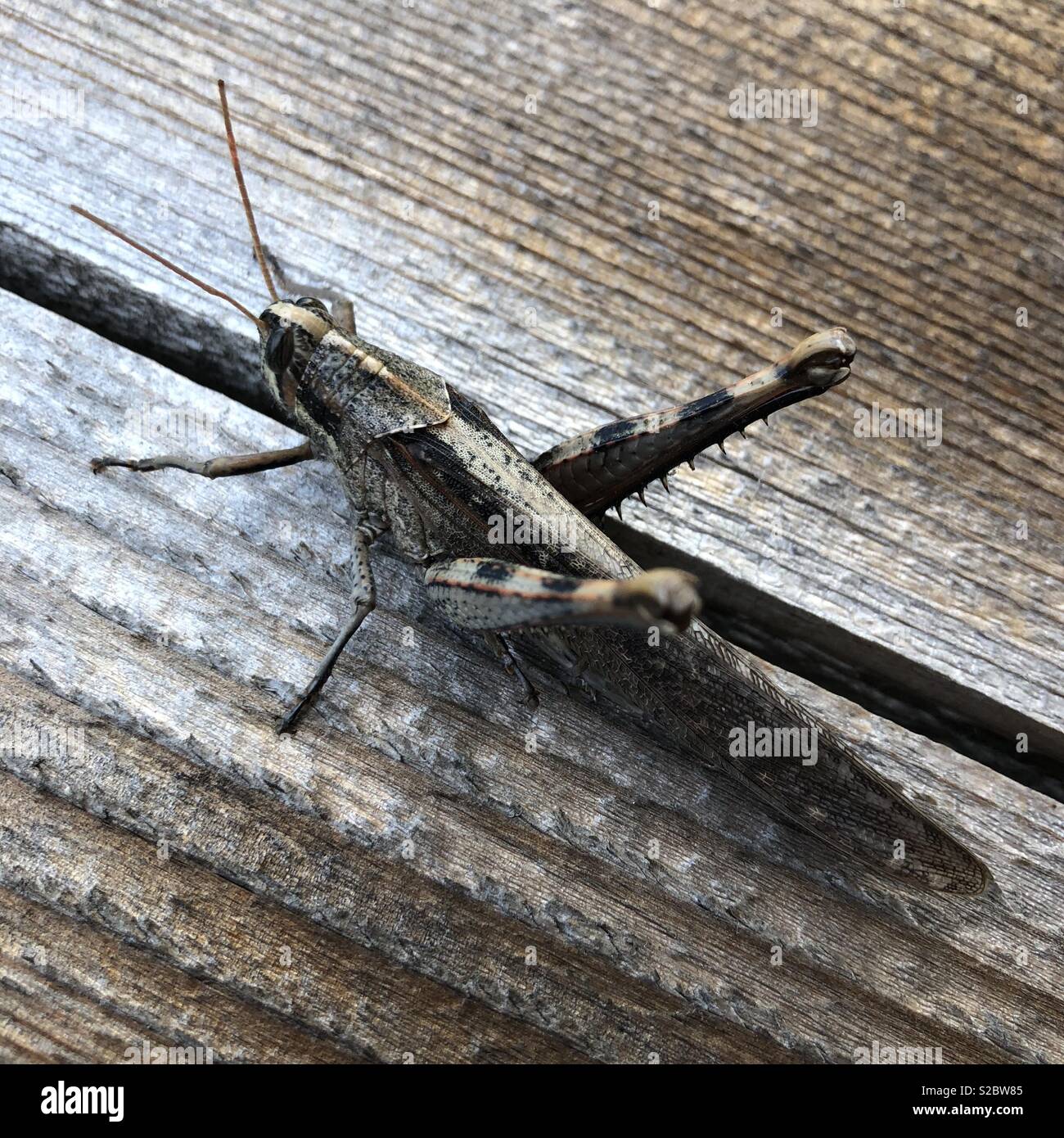 Cricket, Los Angeles, California, USA Stock Photo Alamy