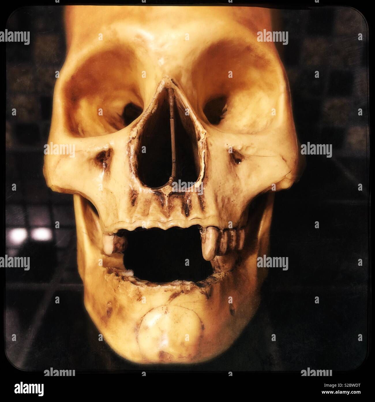 Human skull for Halloween Stock Photo