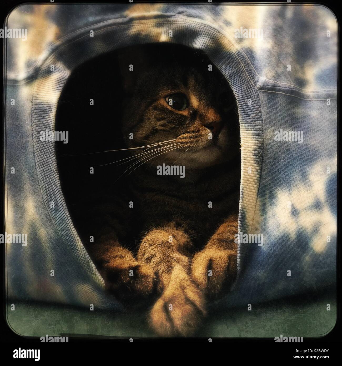 My cat in her homemade cat cave Stock Photo