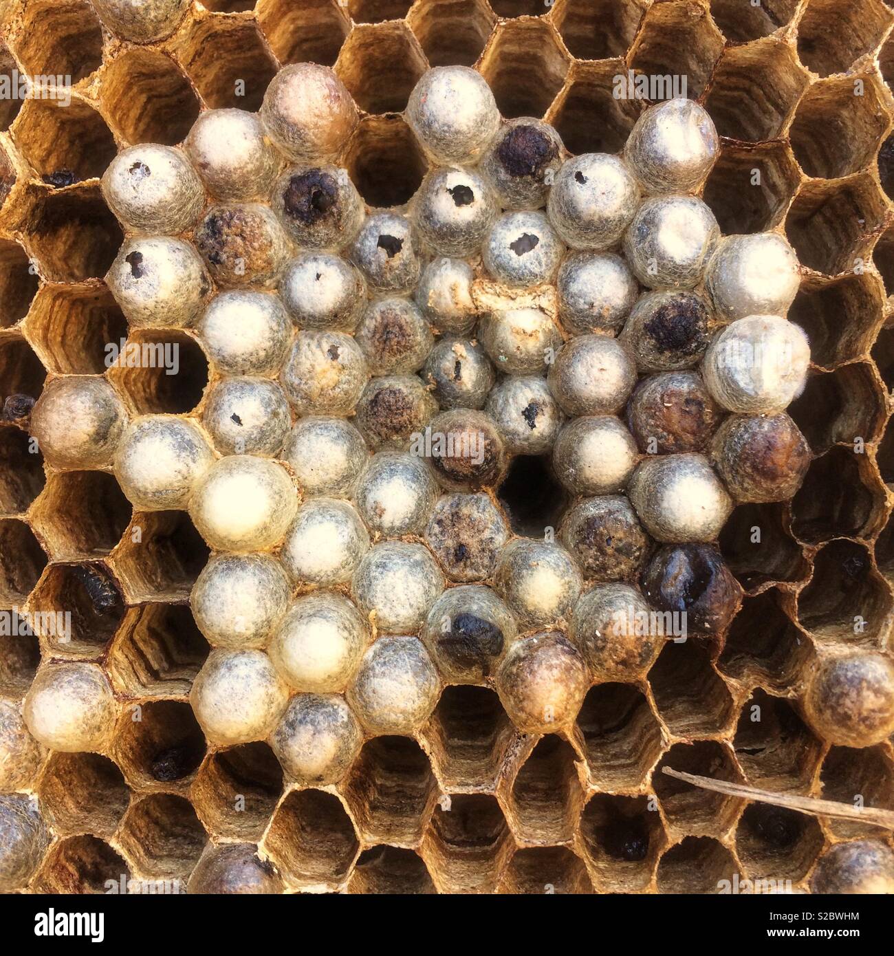 Broken hornets nest showing the cells - Smartphone Captured Stock Image