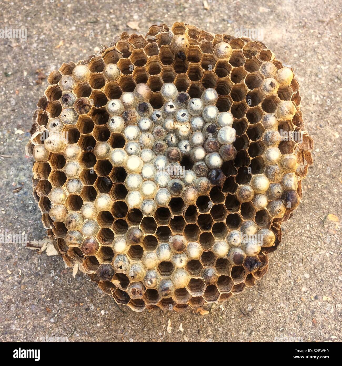 Broken Hornets nest, Hampshire, England, United Kingdom. - Smartphone Captured Stock Image