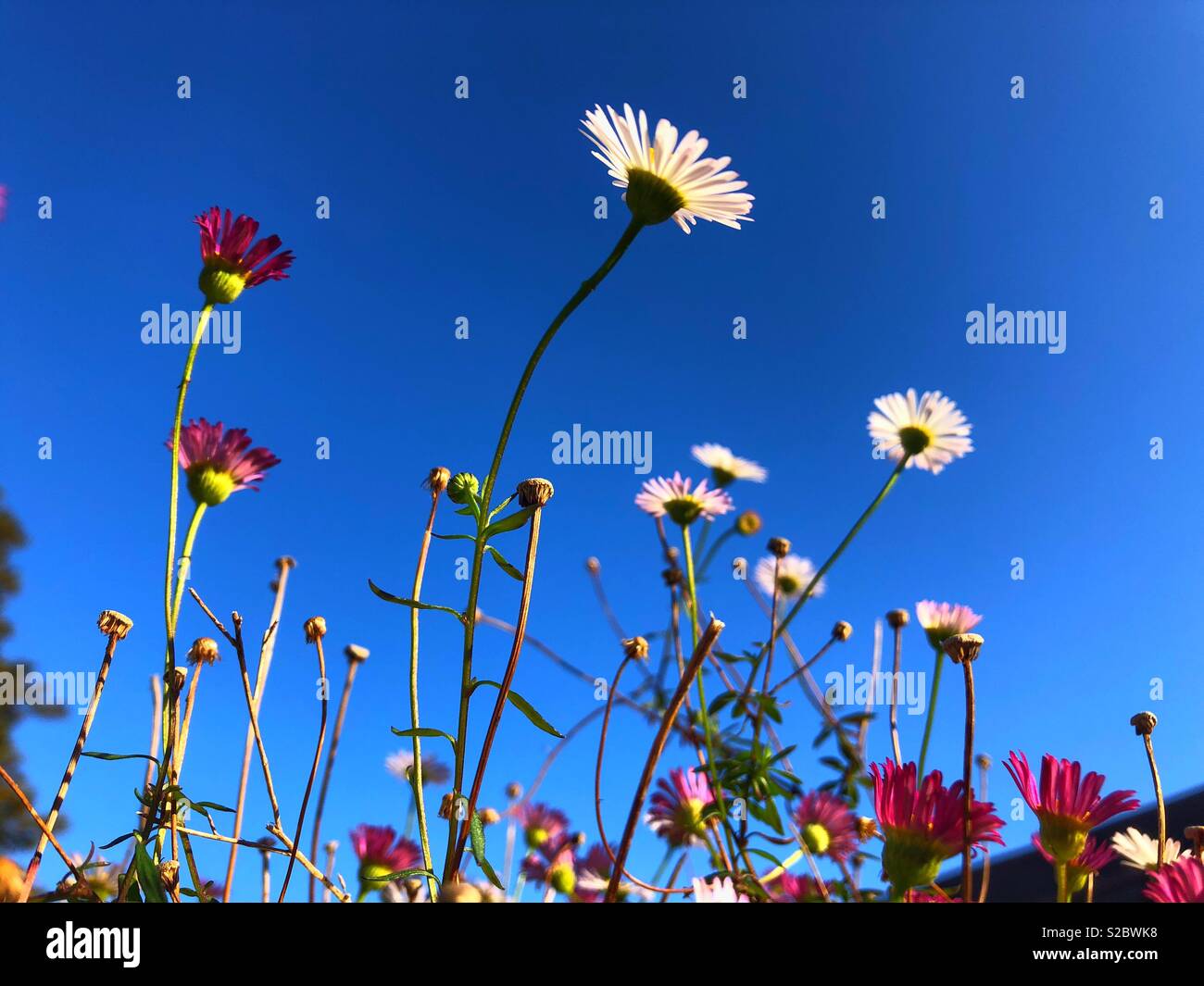 Daisy type flowers against a blue sky, October. Stock Photo
