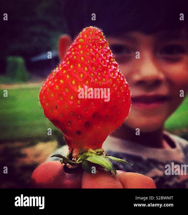 Big fresh strawberry hold by a smiling greedy boy Stock Photo