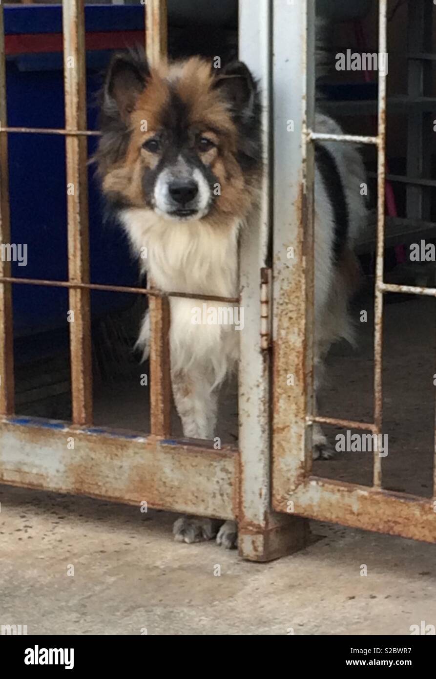 Thai Bangkaew Dog guard dog guarding Thai warehouse Stock Photo