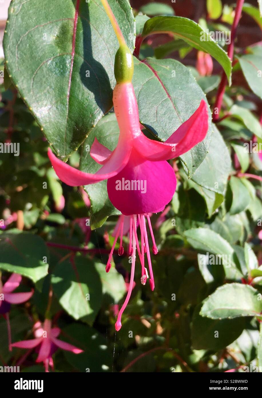 Fuchsia Magellanica riccartonii pink flower head Stock Photo