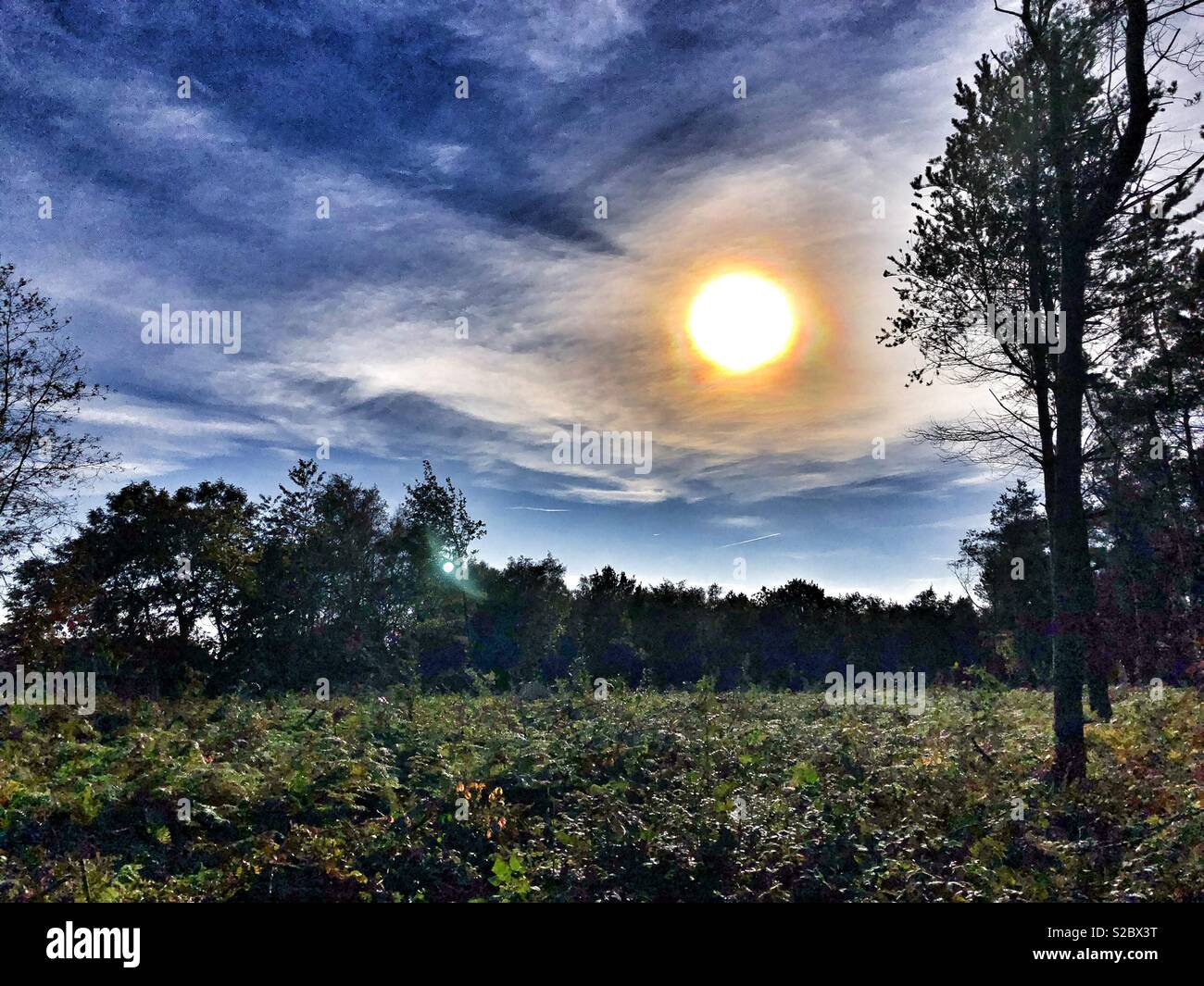 Forest clearing on a sunny day Otley Chevin West Yorkshire - Smartphone Captured Stock Image
