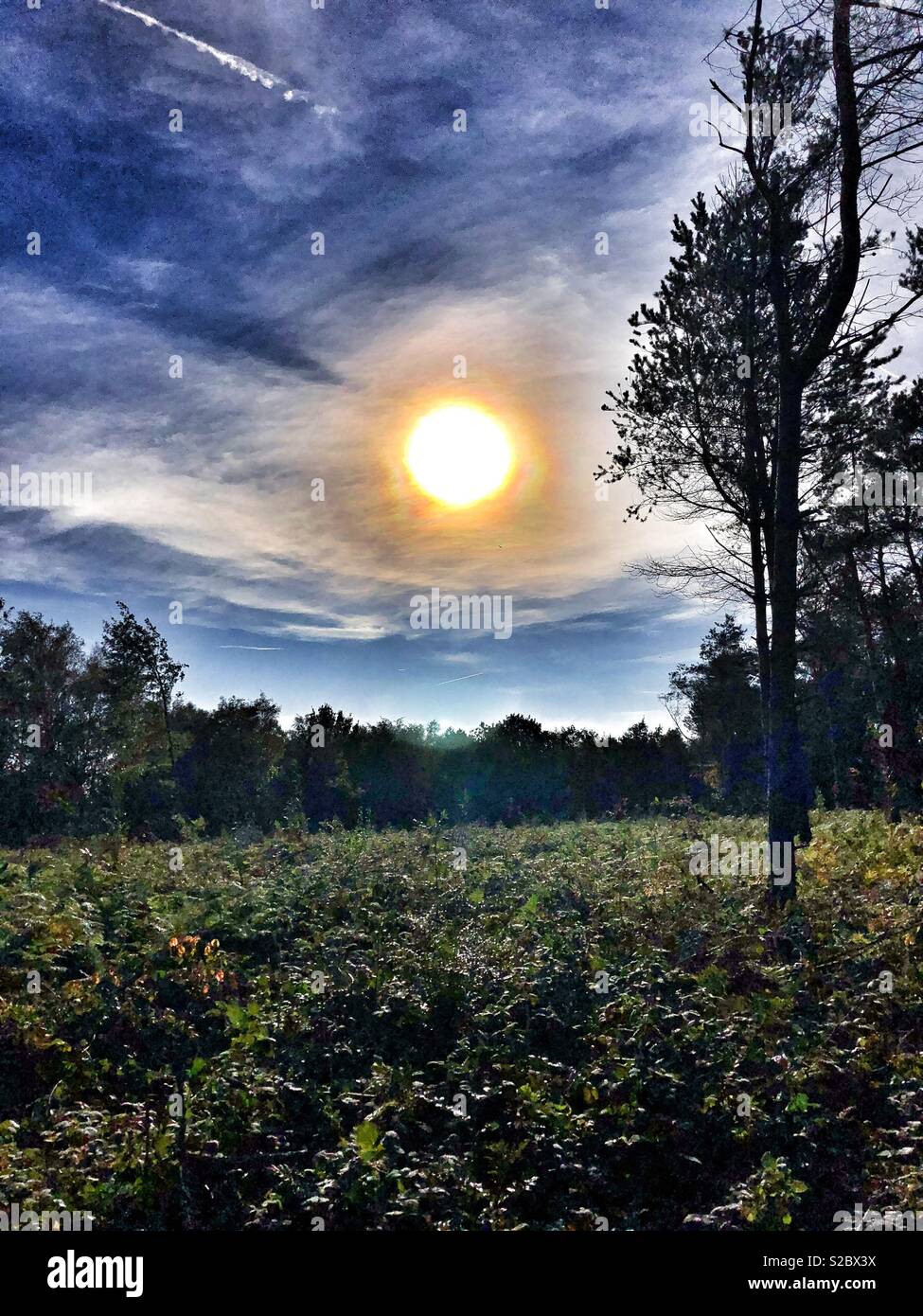 Forest clearing on a sunny day Otley Chevin West Yorkshire - Smartphone Captured Stock Image