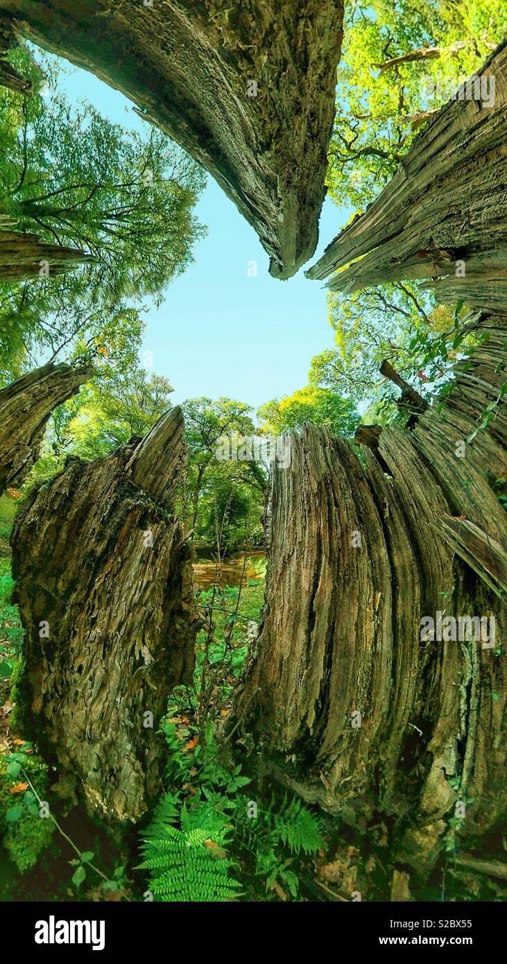 Tree stump - Smartphone Captured Stock Image