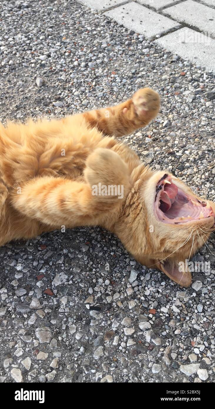 Cat laugh hi-res stock photography and images - Alamy