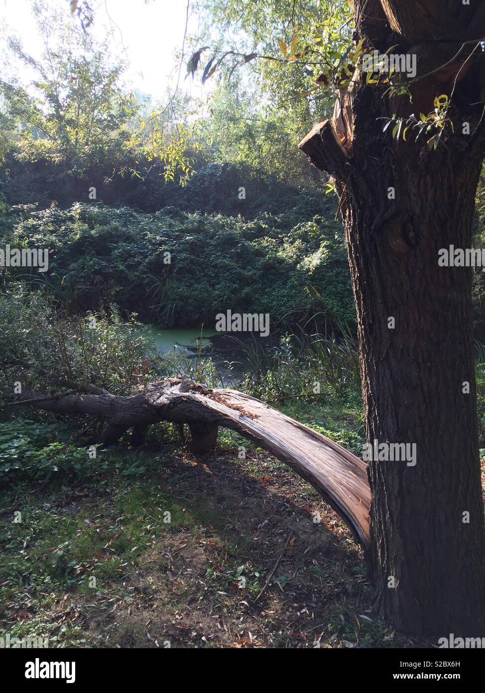 Lightning tree strike hi-res stock photography and images - Alamy