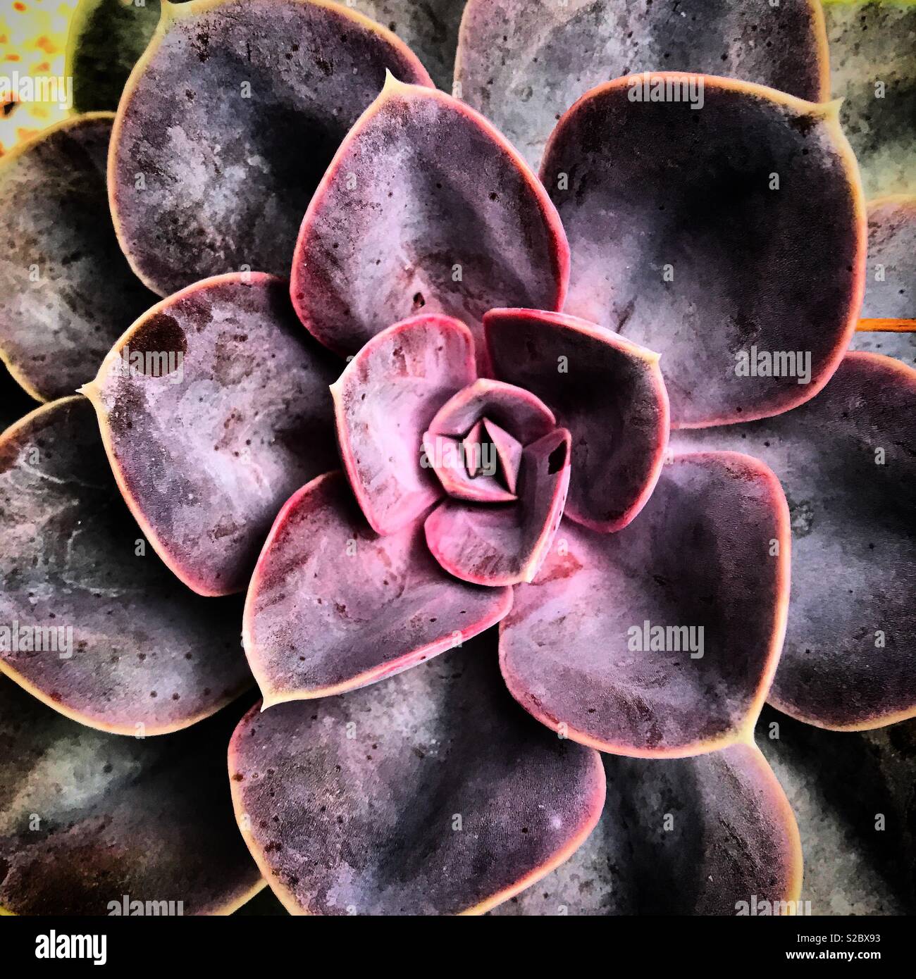A red cactus in Leon, Guanajuato, Mexico - Smartphone Captured Stock Image