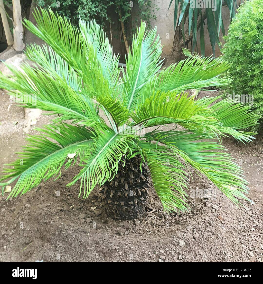 Baby palm tree deals