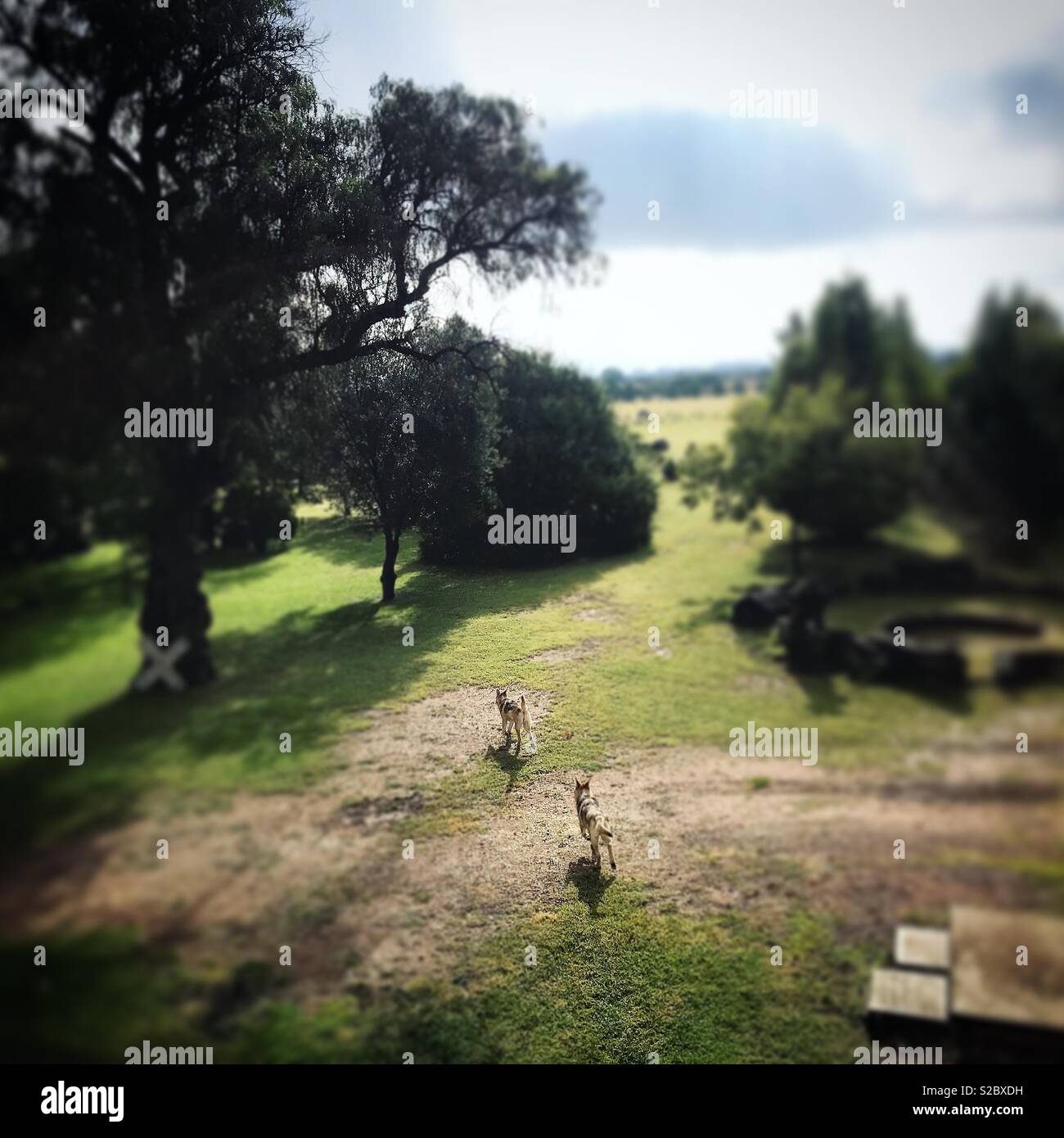 Two wolves run in a farm in Guanajuato, Mexico Stock Photo - Alamy