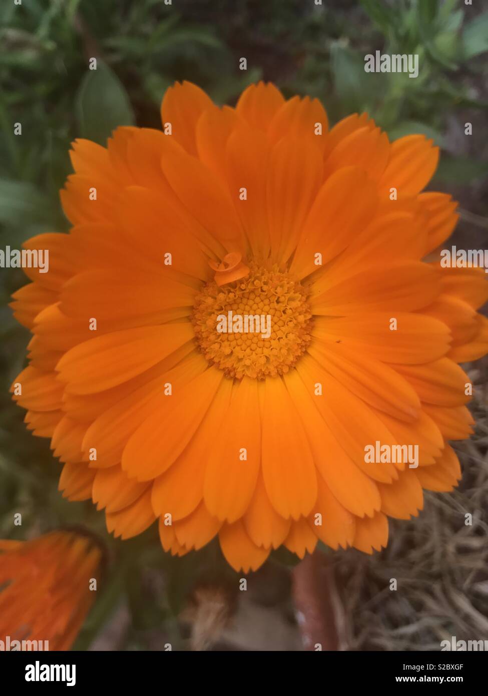 Calendula flower hires stock photography and images Alamy